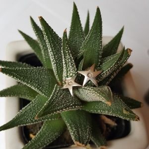 Sterling Silver Star earrings